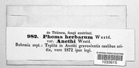 Phoma herbarum image